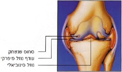 שחיקת סחוס